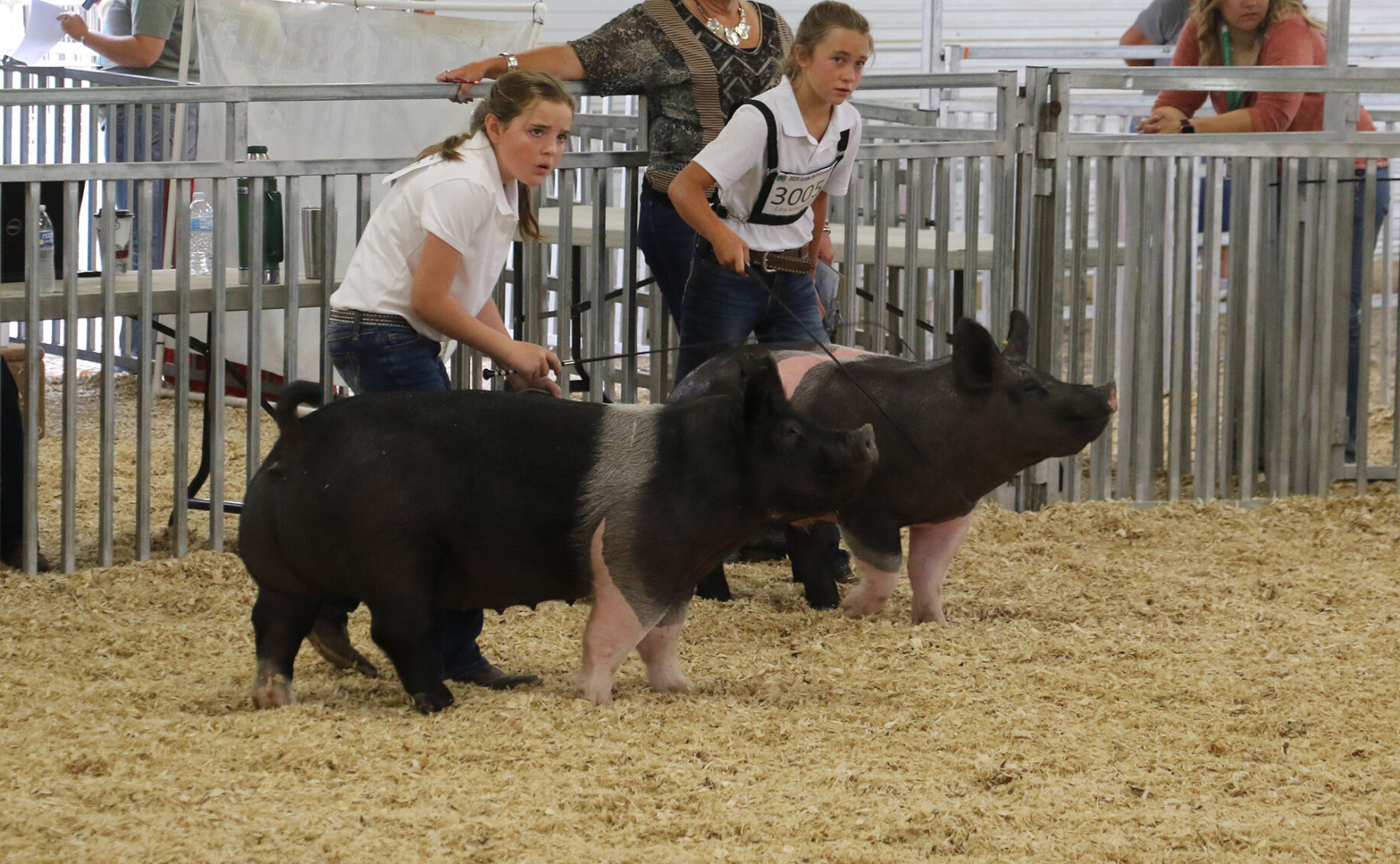 PHOTOS: Pig Showmanship